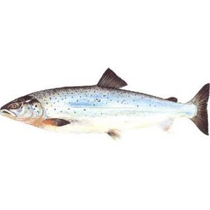 Yerli somon ( 1kg) çiğ